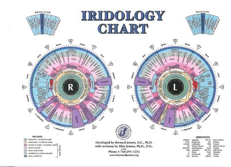 Iris Reading Chart Iriscope Iridology Camera Iriscope Camera