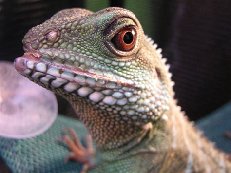 Reptiles Fin And Feather Pet Center Of Ashland