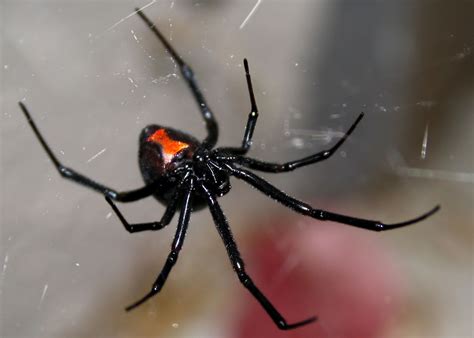 That's how black widow spiders came to england. Utah's Dangerous Spiders