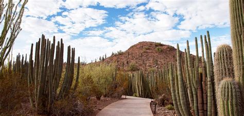 El Desierto De Sonora Actualidad Viajes