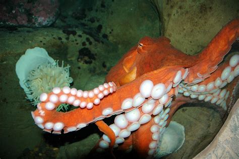 Giant Pacific Octopus Mile Post 1422 A Giant Pacific Oc Flickr