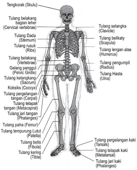 Kerangka Manusia Spanduk Anatomi D Medis Tulang Anggota Badan Atau Sexiz Pix