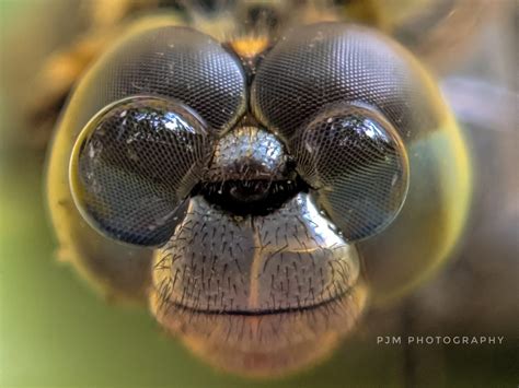 Dragonfly Mouth Close Up Janeesstory
