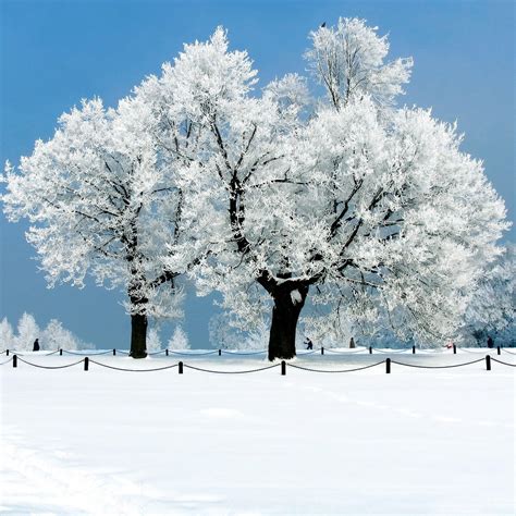 49 Beautiful Snow Scenes Wallpaper Wallpapersafari