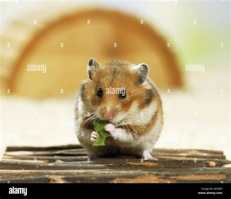Golden Hamster Munching Fotos Und Bildmaterial In Hoher Auflösung Alamy