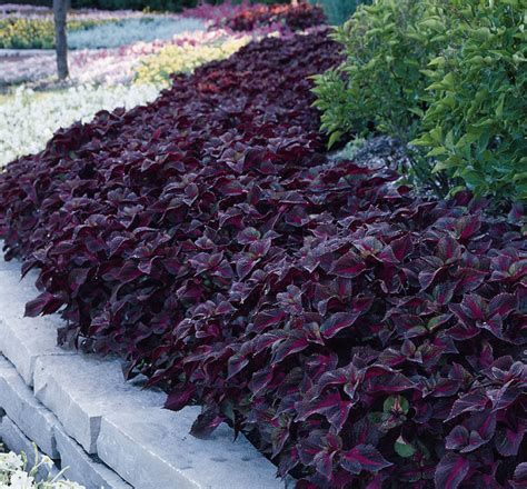 Heat tolerant, drought tolerant, shade tolerant, low maintenance, colorful/attractive foliage. Magilla Perilla | Natorp's Online Plant Store