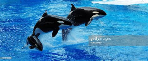 Killer Whales Jumping High Res Stock Photo Getty Images