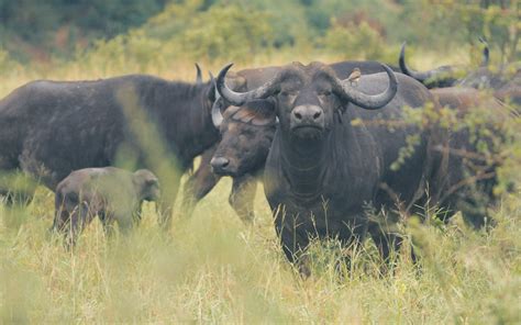 Track The Big Five In Kruger National Park Evaneos