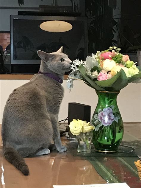 A Gray Cat Sitting On Top Of A Table Next To A Vase Filled With Flowers
