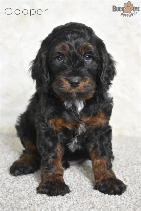 If you would like to be added to our waiting list, please call, text, or email kent with the information provided below. Cooper - Cavapoo Puppy for Sale in Millersburg, OH ...