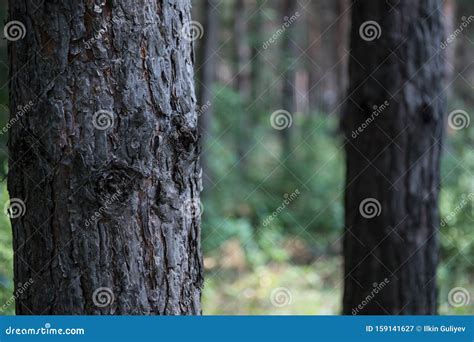 Bark Of Pine Tree Close Up Beautiful Pine Forest At Summer Time Stock