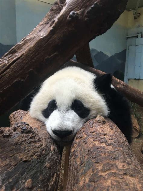 Panda Updates Wednesday September 27 Zoo Atlanta