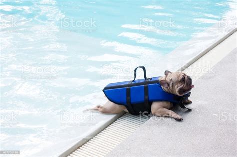 I say if anyone has a water lovin frog dog, get them a kiddie pool and forget other bodies of water lol. French Bulldog At Swimming Pool Stock Photo - Download ...