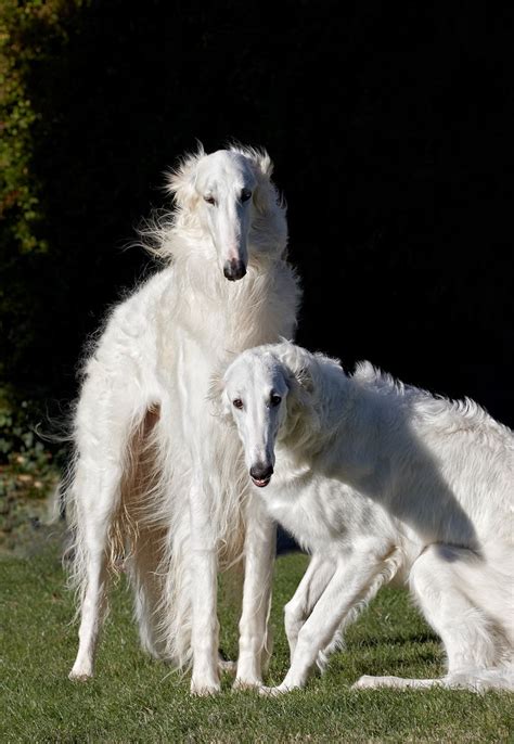 The Borzoi Also Called The Russian Wolfhound Is A Breed Of Domestic