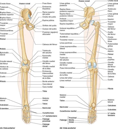 Anatomia Huesos Y Articulaciones Del Miembro Inferior Gambaran