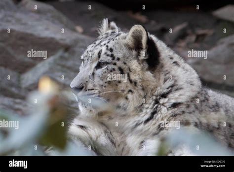 Snow Leopard Cub On May 2014 The Bronx Zoo New York Welcomed Two