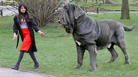 Abnormally Extra Large Pets In The World You Wont Believe Actuall