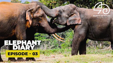 Elephant Diary Episode 03 General Facts And Anecdotes On