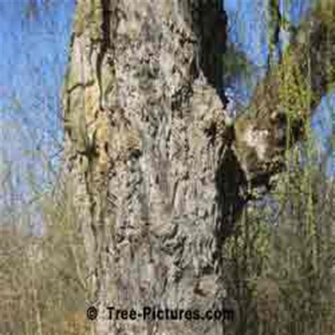 863 x 1390 jpeg 478 кб. Willow Tree: Pictures, Images, Photos of Willows