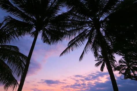 Pink And Violet Colors Tropical Sunset Sky View With Dark Palm Trees