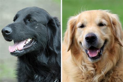 Flat Coated Retriever Vs Golden Retriever The Differences Between