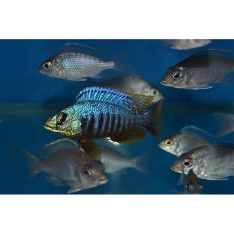 Placidochromis Jalo Reef 7 9 Cm 1670