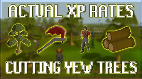 Actual Xp Rates For Cutting Yew Trees In Osrs Youtube