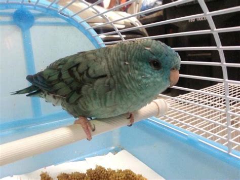 Turquoise Lineolated Parakeet With Cage For Sale In Pomona California