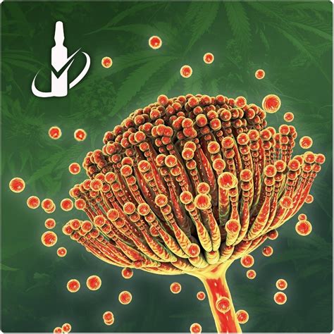 Aflatoxins are known to be potent human carcinogens. Target mycotoxins in cannabis with Restek's new Ochratoxin ...