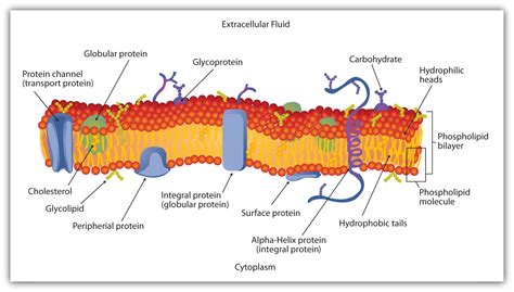 Plant Cell Membrane Structure