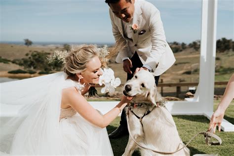 Vendor Qanda How To Include Your Dog In Your Wedding With I Do Paws