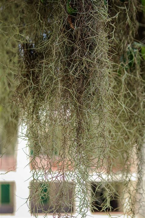 Spanish Moss Hanging Draping Free Photo On Pixabay Pixabay