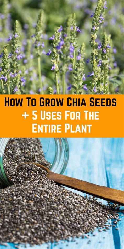 How To Grow Chia Seeds 5 Uses For The Entire Plant Growing Chia Seeds Plants Chia Seed Plant