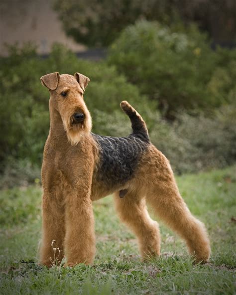 Penaire Chip Leader At Longvue Penaire Airedale Terriers Bred By Joan