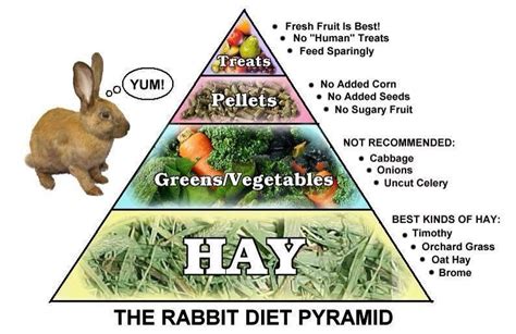 The Rabbit Diet Pyramid Rabbit Diet Bunny Care Pet Bunny Rabbits