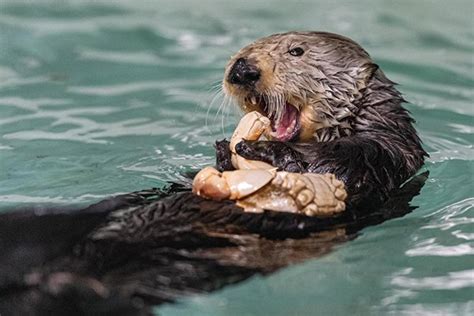 Sea Otter Rosa Is Absolutely Devouring Her Lunch The Daily Otter