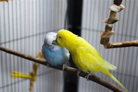 Two Budgies Playing Stock Image Stock Photo Image Of Love Pair