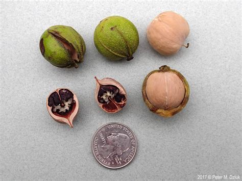 Bitternut Hickory — Keystone Tree Crops Cooperative