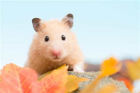 Cute Hamster Stock Photos Pictures And Royalty Free Images Istock