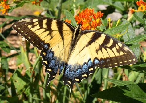 Pollinators: Monarch Butterfly, a Case of Mistaken Identity