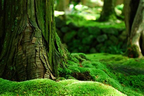 Forest Moss Trees Bokeh Nature Green Depth Of Field