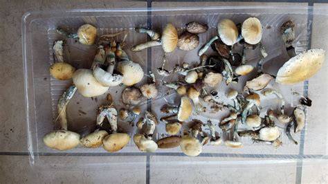 Mushroom Id Request Houston Tx Mushroom Hunting And Identification