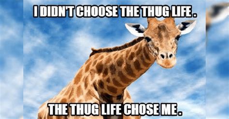 12 Giraffe Memes Best Paired With A Tall Glass Of Humor In 2021