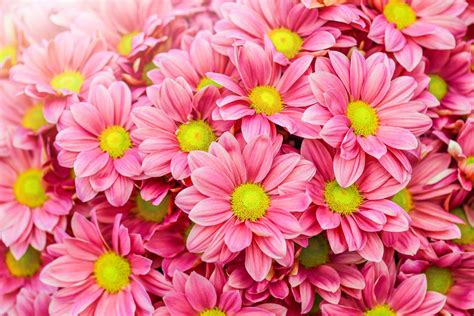 Pink Daisies Wallpapers Wallpaper Cave