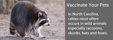 Rrspin Vaccine Checks Encouraged After Rabid Raccoon Attacks Dog