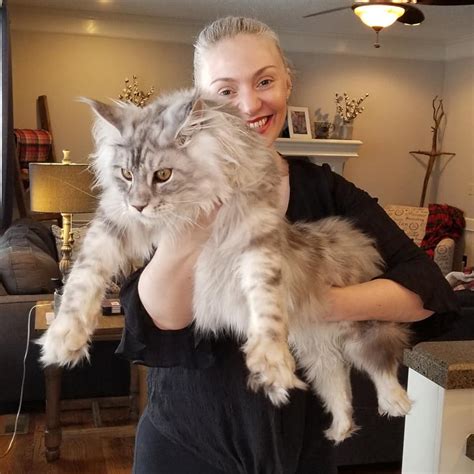 We register our cats in both tica (the international cat association) and cfa (the cat fanciers association). Maine Coon Kittens for Sale - Buy a Giant Maine Coon ...