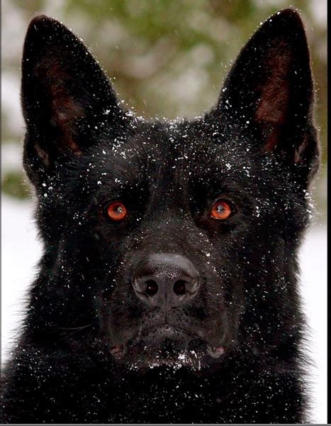A Black Dog With Red Eyes In The Snow