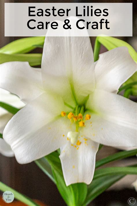 Easter Lilies Their Meaning And An Easter Centerpiece Hearth And Vine