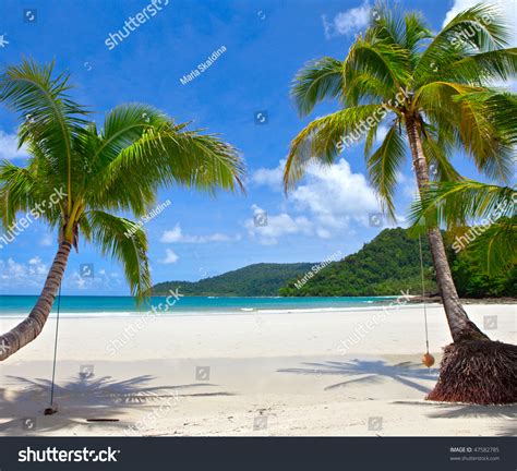 Beautiful Tropical Beach Coconut Palm Trees Stock Photo