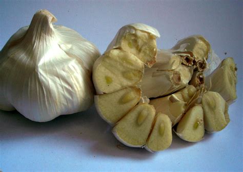 California Early Softneck Garlic, 8 oz. : Southern Exposure Seed ...